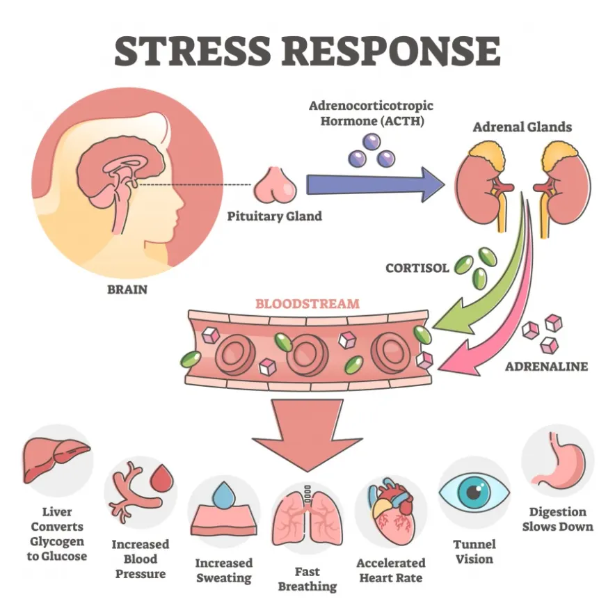 Stress response diagram showing the sequence of physiological and psychological events that occur in response to a stressor.